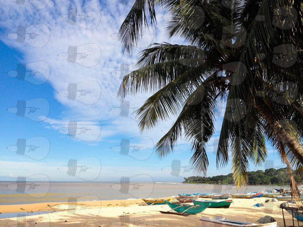 Sri Lanka - Boats and Palm Tree Photography - Available for Print.